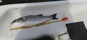 European Bass (Seabass)