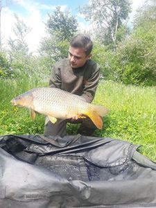 Common Carp