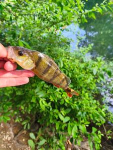European Perch