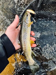 Brown Trout