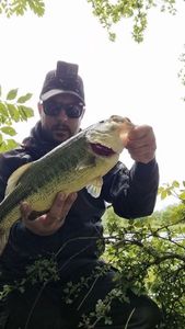 Largemouth Bass