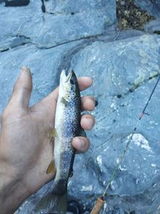 Brown Trout