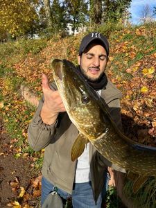 Northern Pike