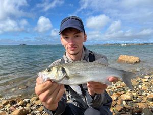 European Bass (Seabass)
