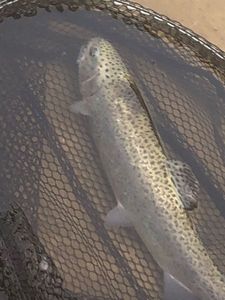 Rainbow Trout