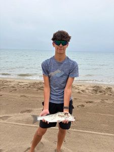 European Bass (Seabass)