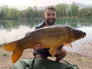 Common Carp
