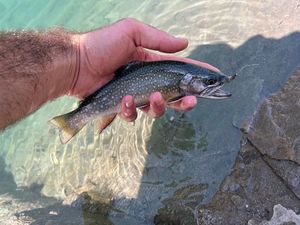 Brook Trout