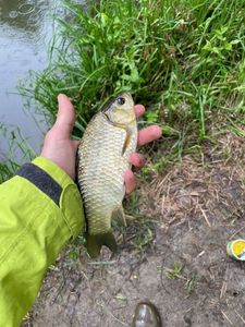 Crucian Carp