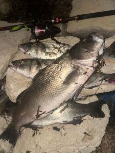 European Bass (Seabass)