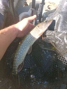 Northern Pike