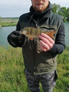 European Perch