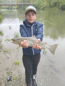 Brown Trout