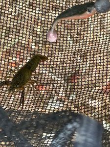 Noble Crayfish