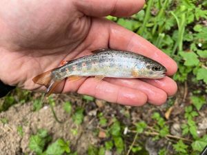 Brown Trout