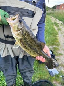 Largemouth Bass