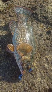 Ballan Wrasse