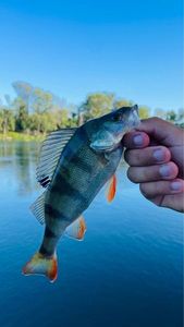 European Perch