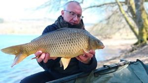 Common Carp