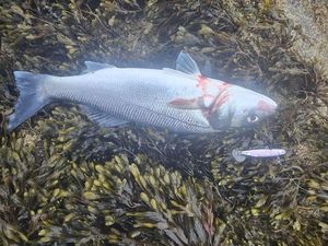 European Bass (Seabass)