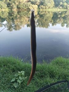 European Eel (Common Eel)