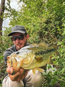 Largemouth Bass