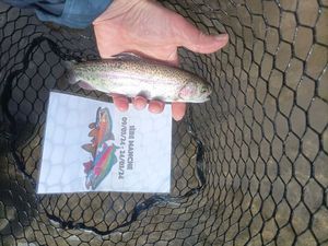 Rainbow Trout