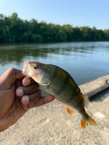 European Perch