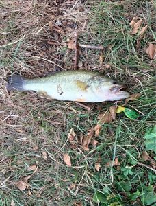 Largemouth Bass