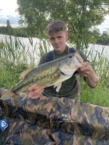 Largemouth Bass