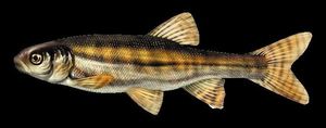 Common Minnow