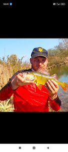 European Perch