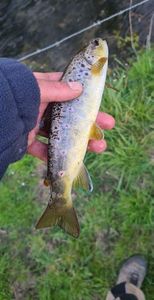 Brown Trout