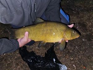 Tench