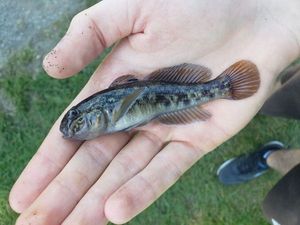 Round Goby