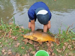 Mirror Carp