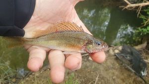 Ruffe