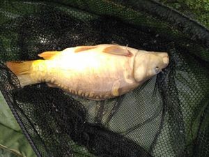 Mirror Carp