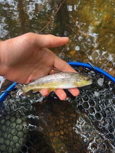 Brown Trout
