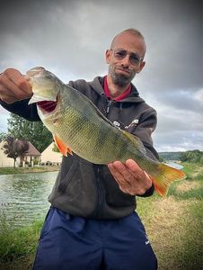 European Perch