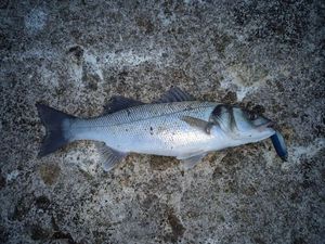 European Bass (Seabass)
