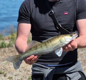 Zander