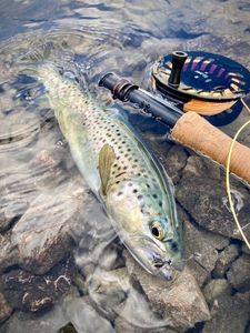 Lake Trout