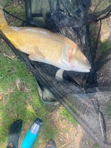 Common Carp caught by Florian Gastoud