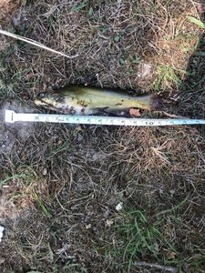 Black Bullhead