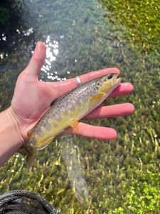 Brown Trout