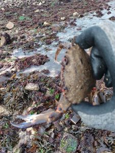 Velvet Swimming Crab