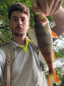 European Perch