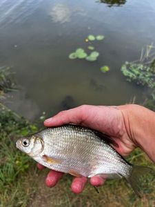 Common Bream