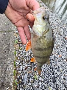 European Perch